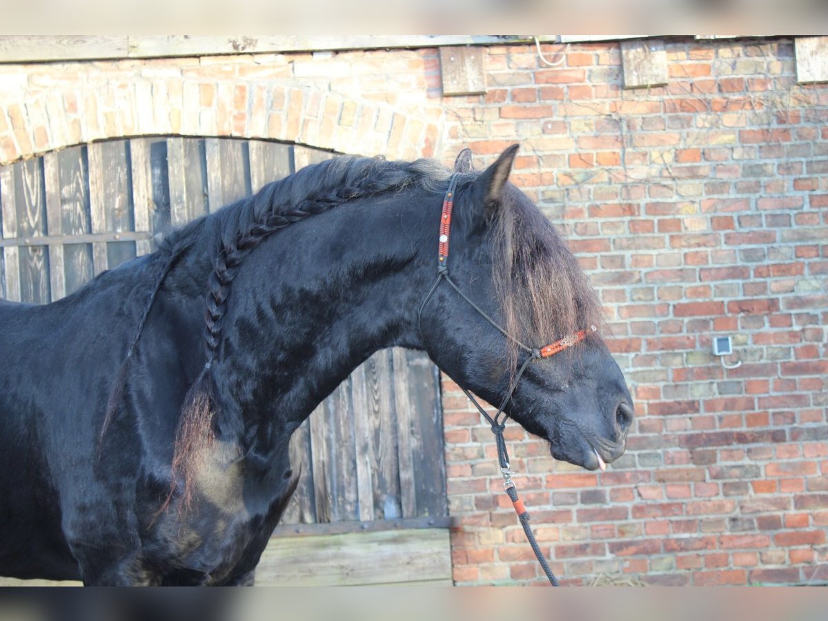 Friesen Hengst 9 Jahre 158 cm Rappe in Rostock