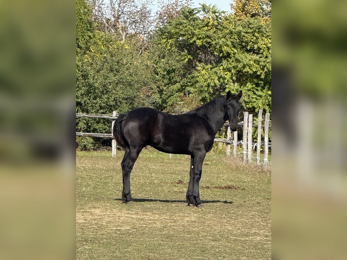 Friesen Hengst Fohlen (03/2025) 148 cm Rappe in Kottingbrunn