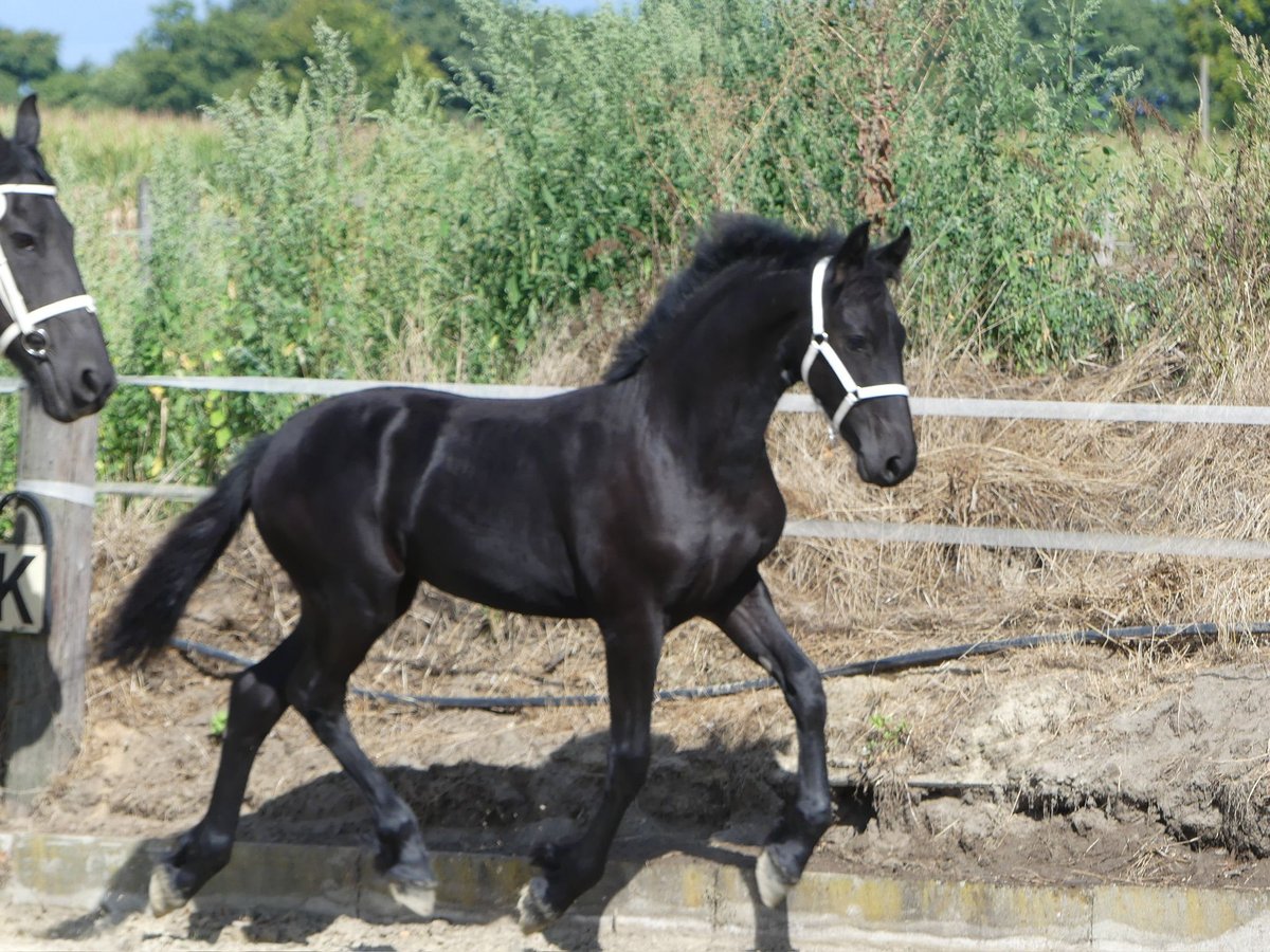 Friesen Hengst Fohlen (04/2025) Rappe in Marl