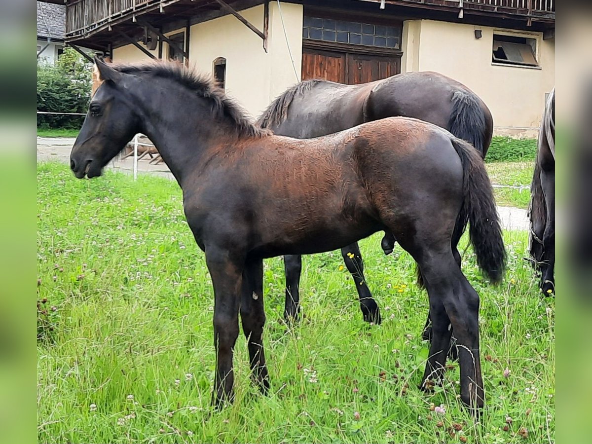 Friesen Hengst Fohlen (04/2025) Rappe in Glottertal