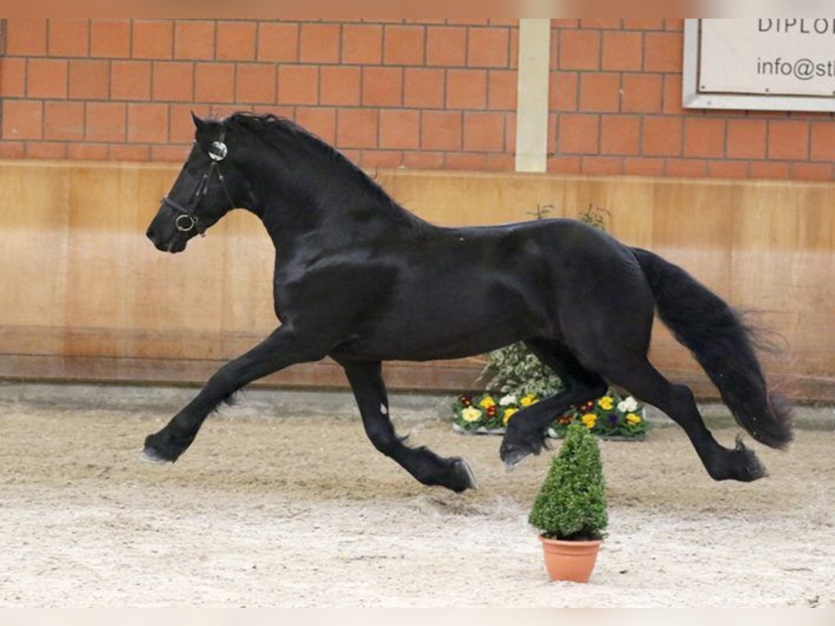 Friesen Hengst Rappe in Bell