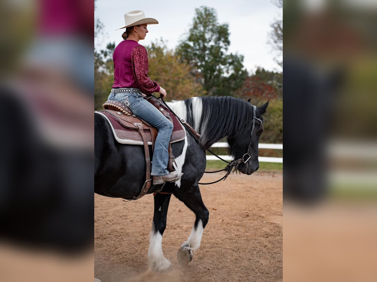 Friesen Mix Stute 10 Jahre 163 cm Tobiano-alle-Farben in Wilson, WI