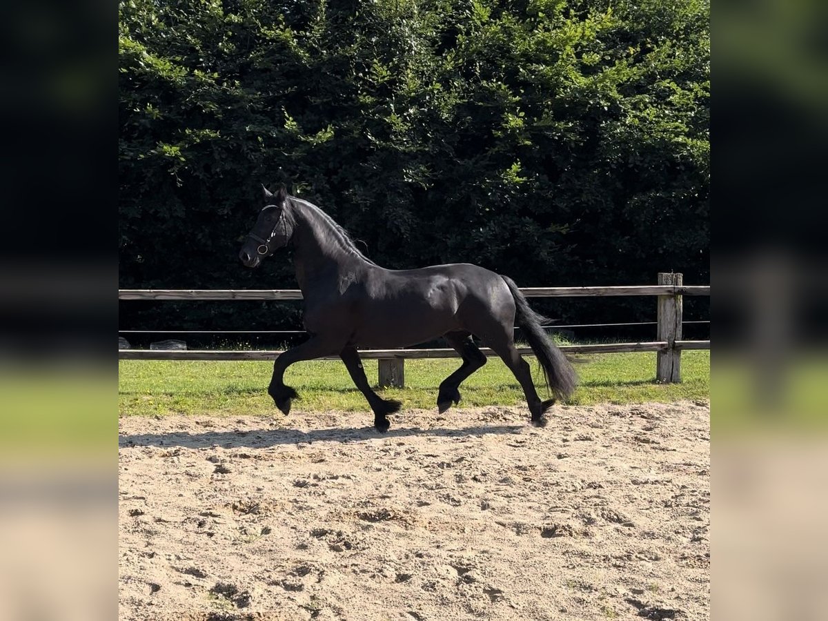 Friesen Stute 10 Jahre 165 cm Rappe in Buxtehude