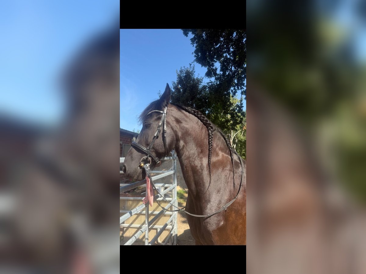 Friesen Stute 10 Jahre 168 cm Rappe in Neuss