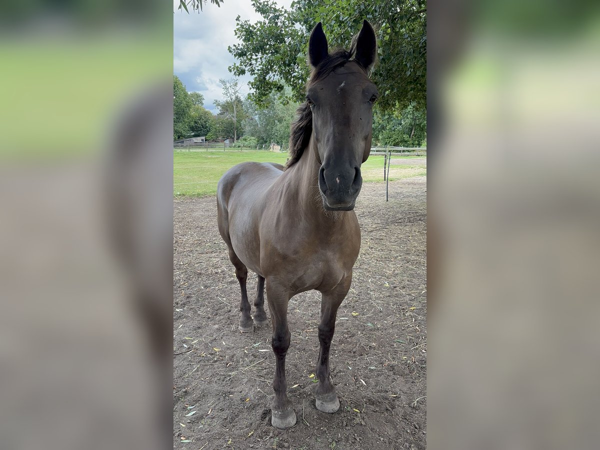 Friesen Stute 11 Jahre 155 cm Overo-alle-Farben in Zwartewaal