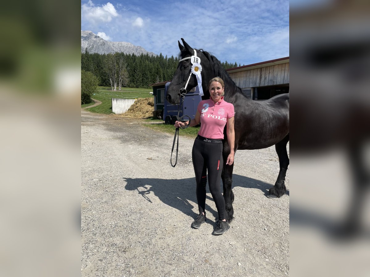 Friesen Stute 11 Jahre 166 cm Rappe in Feldkirchen-Westerham