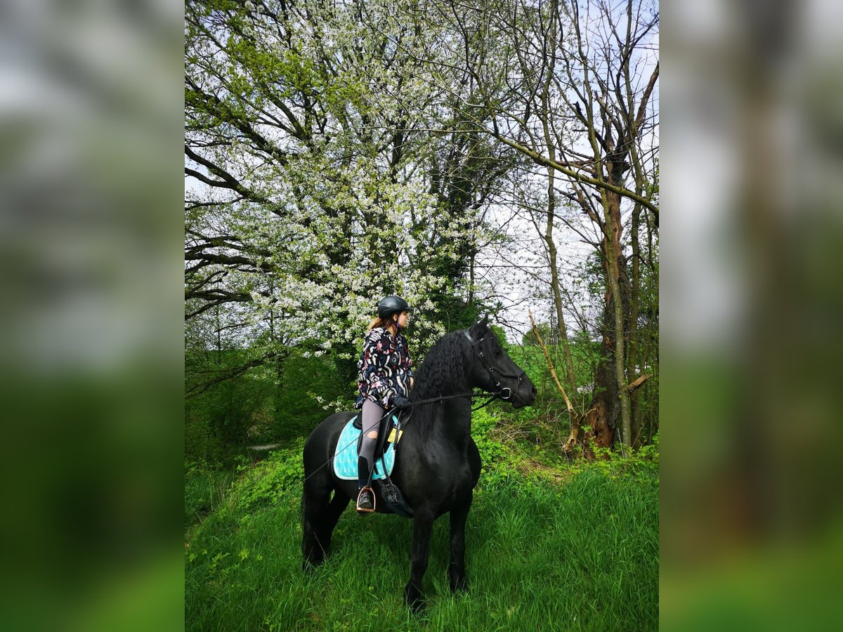 Friesen Stute 12 Jahre 156 cm Rappe in Velbert