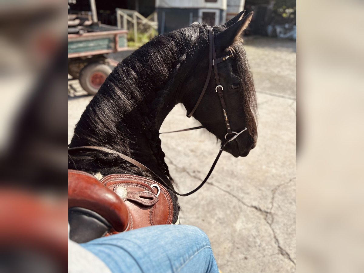 Friesen Stute 12 Jahre 163 cm Rappe in S&#xFC;dbrookmerland Victorbur