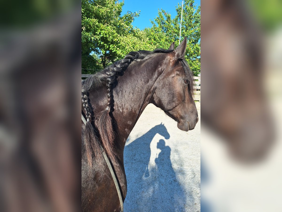 Friesen Mix Stute 13 Jahre 164 cm Rappe in Kellern