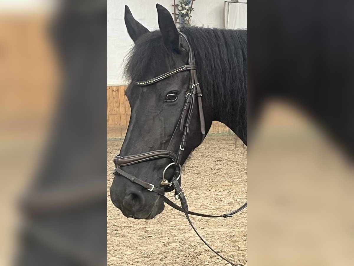 Friesen Stute 14 Jahre 161 cm Rappe in Bodenfelde