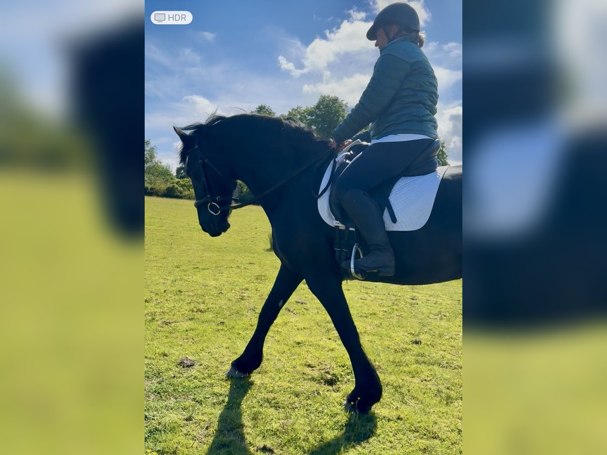 Friesen Stute 14 Jahre 168 cm Rappe in Glasgow