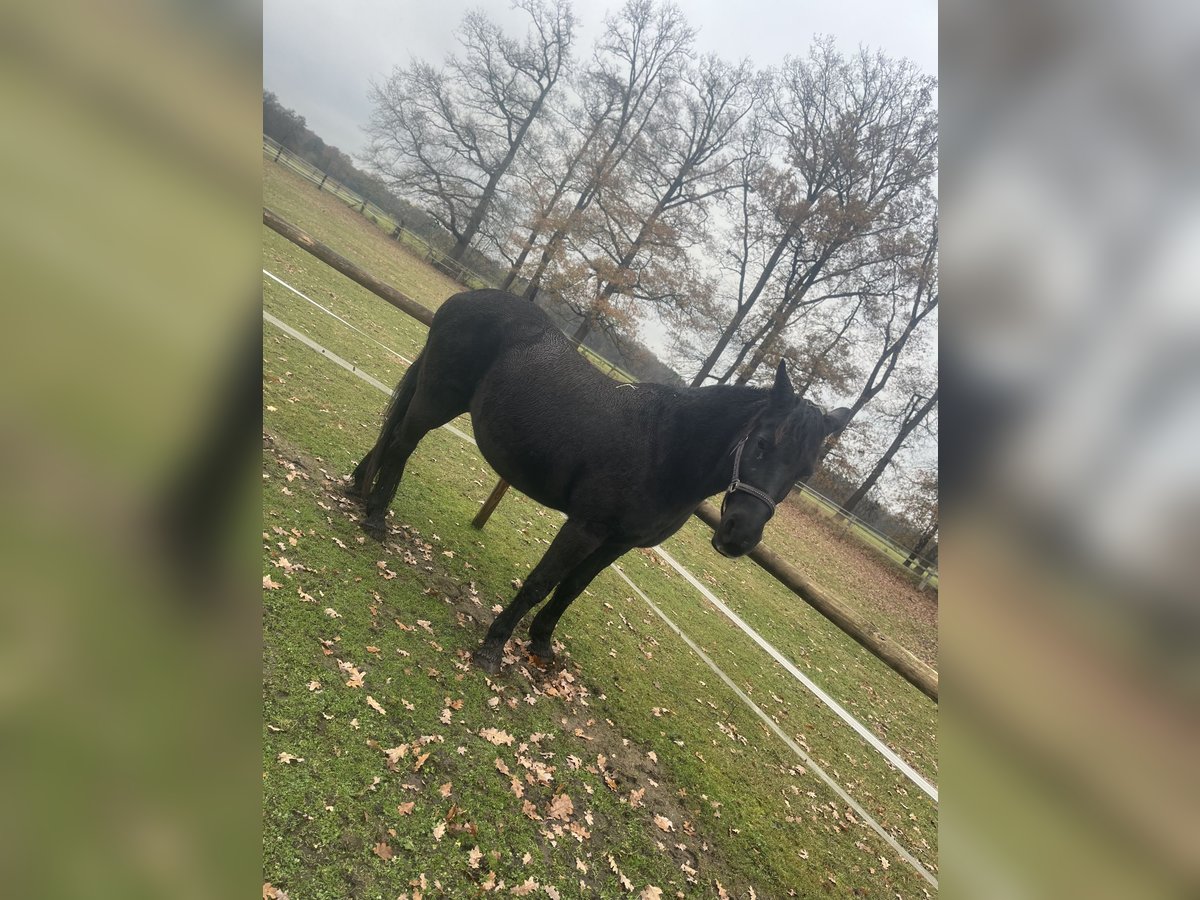 Friesen Mix Stute 17 Jahre 150 cm Rappe in Visselh&#xF6;vede