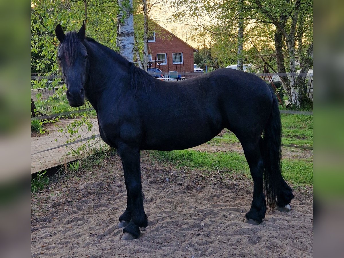 Friesen Stute 17 Jahre 165 cm Rappe in Celle Friesen Stute 17 Jahre 165 cm Rappe in Celle