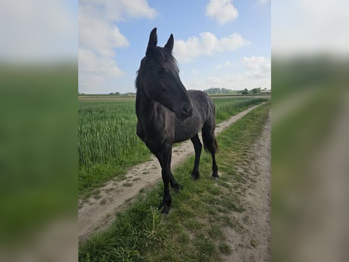Friesen Stute 1 Jahr 140 cm Rappe in Drieslinter