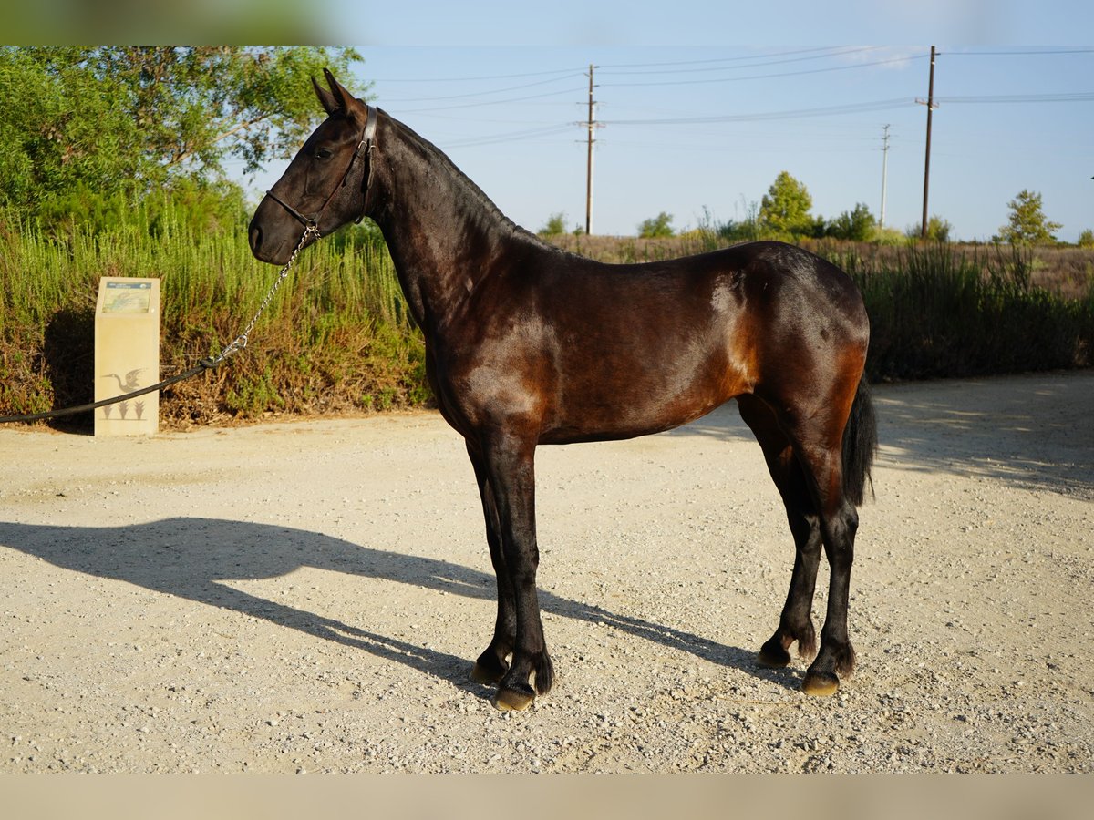 Friesen Mix Stute 1 Jahr 152 cm Rappe in Corona