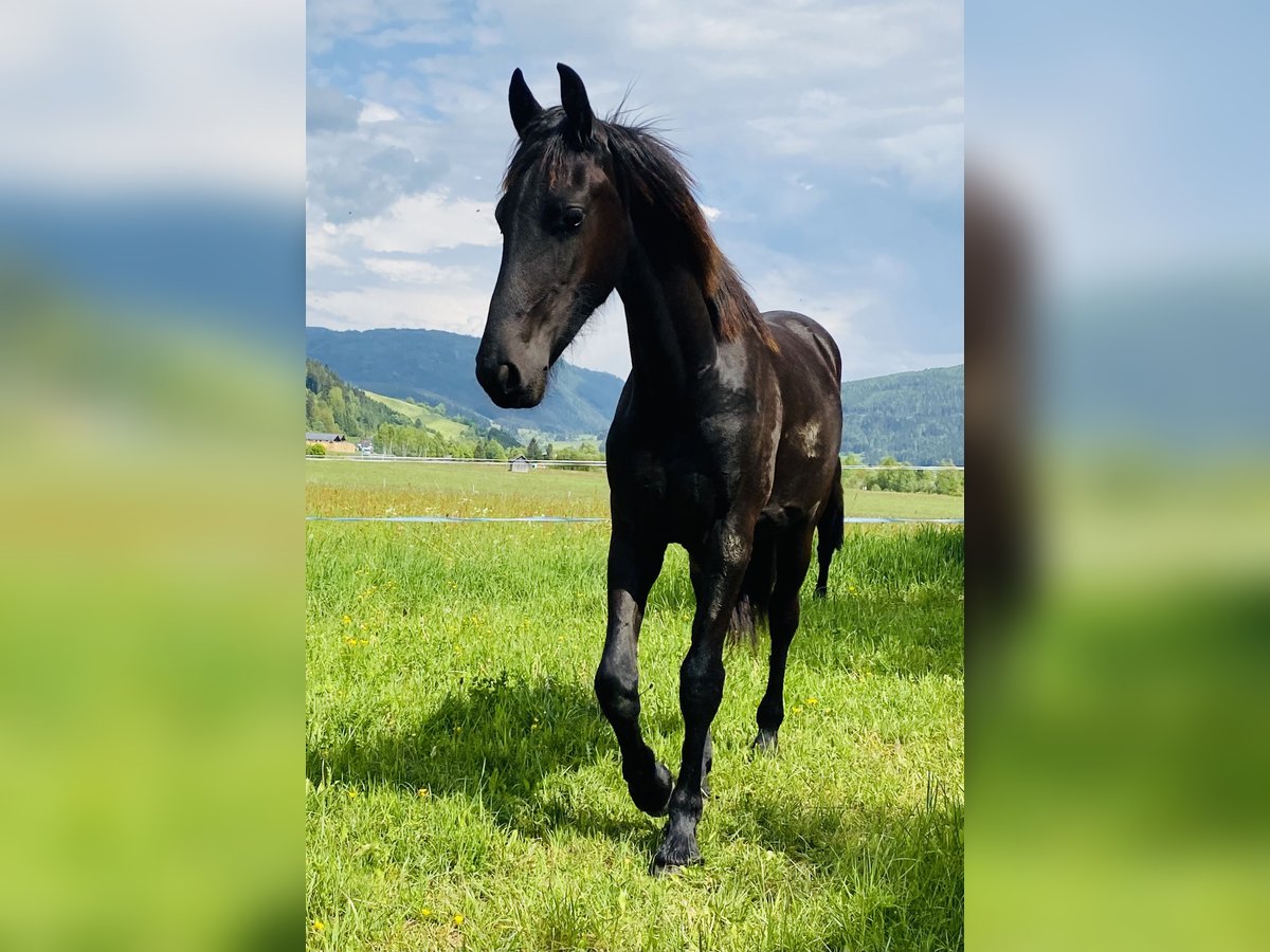 Friesen Stute 1 Jahr 160 cm Rappe in Sankt Michael im Lungau