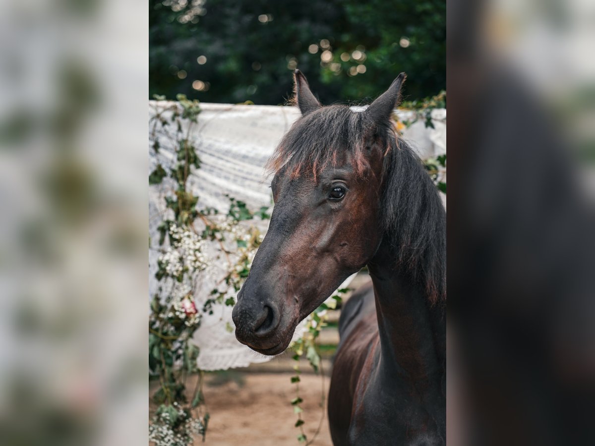 Friesen Stute 1 Jahr 160 cm Rappe in Altd&#xF6;bern