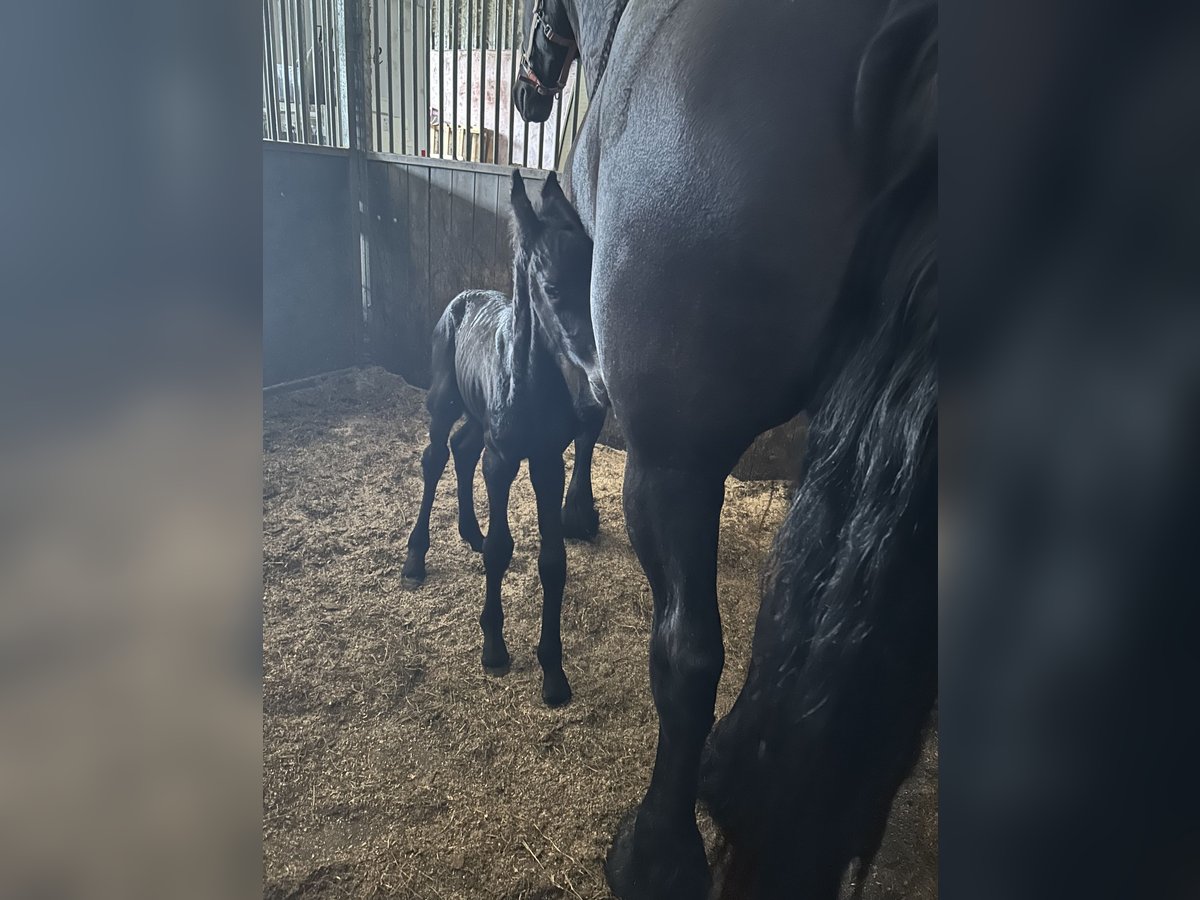 Friesen Stute 1 Jahr 164 cm Schwarzbrauner in LoosdrechtLoosdrecht