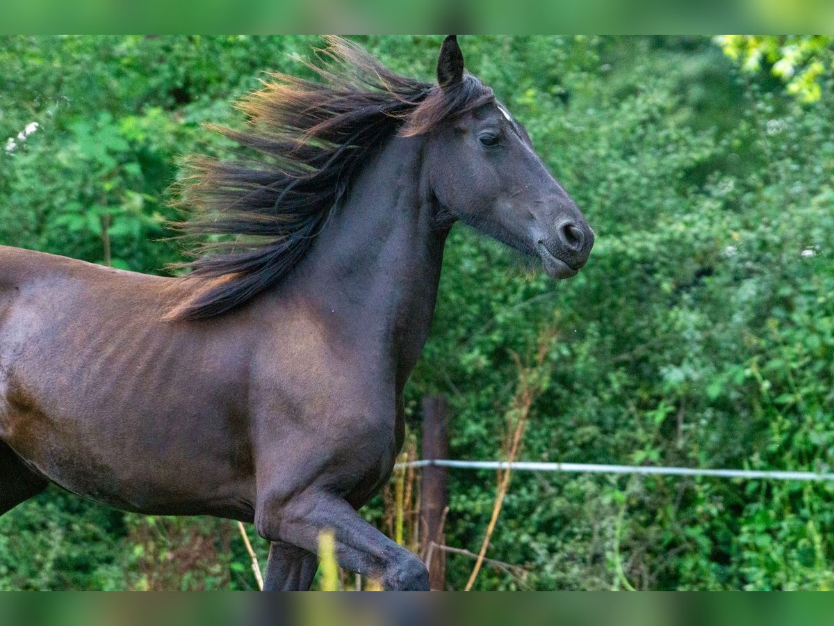 Friesen Stute 1 Jahr Rappe in Aachen