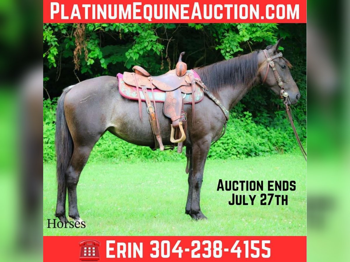 Friesen Stute 3 Jahre 152 cm Roan-Blue in Flemingsburg KY