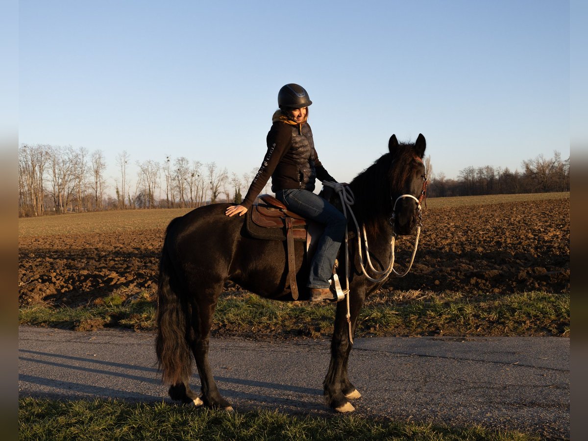 Friesen Stute 3 Jahre 155 cm Rappe in Kappelen