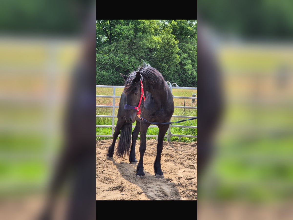 Friesen Stute 3 Jahre 160 cm Rappe in Westerau