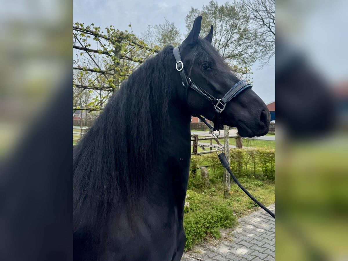 Friesen Stute 3 Jahre 160 cm Rappe in Dalen