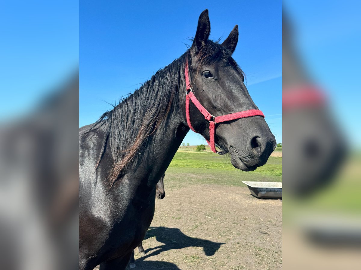 Friesen Stute 3 Jahre 160 cm Schwarzbrauner in G&#x142;az&#xF3;wMy&#x15B;liborz