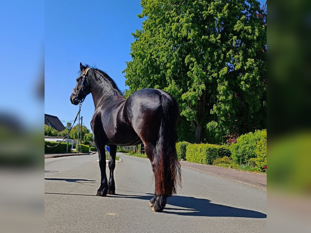 Friesen Stute 3 Jahre 162 cm Rappe in Steinheim