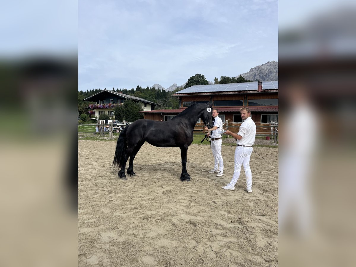 Friesen Stute 3 Jahre 163 cm Rappe in Feldkirchen-Westerham
