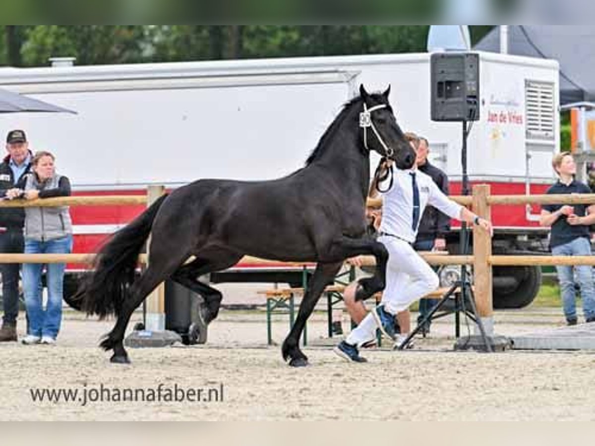 Friesen Stute 3 Jahre 163 cm Rappe in Elim