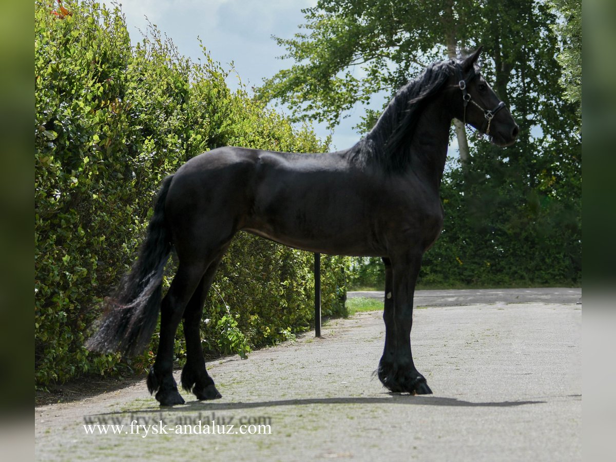 Friesen Stute 3 Jahre 172 cm in Mijnsheerenland