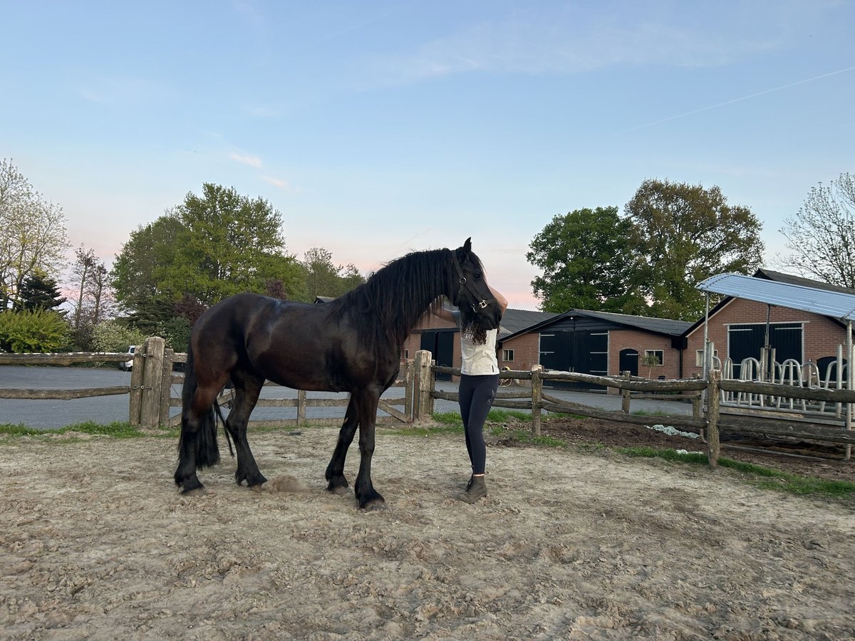 Friesen Stute 4 Jahre 155 cm Rappe in Barneveld