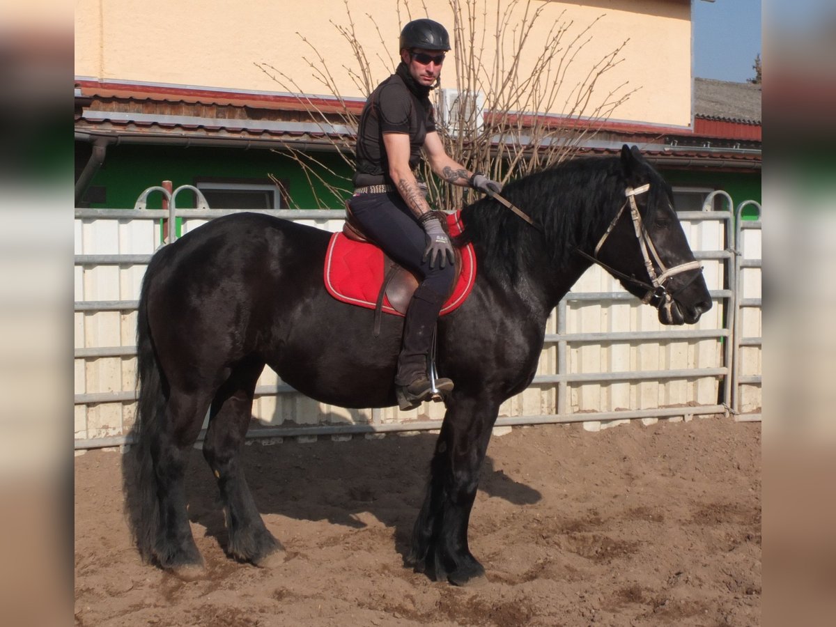 Friesen Mix Stute 4 Jahre 158 cm Rappe in Buttst&#xE4;dt