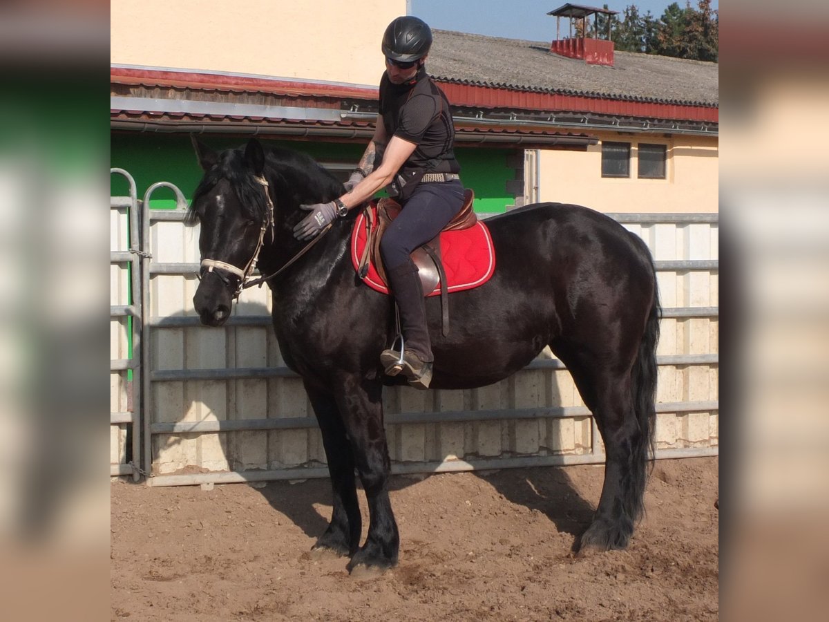 Friesen Mix Stute 4 Jahre 158 cm Rappe in Buttst&#xE4;dt