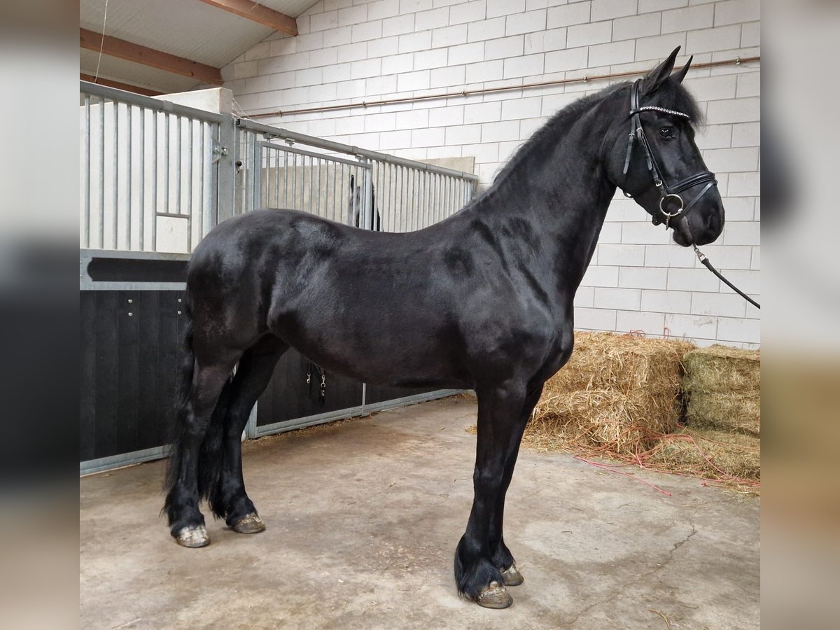 Friesen Stute 4 Jahre 160 cm Rappe in Bladel