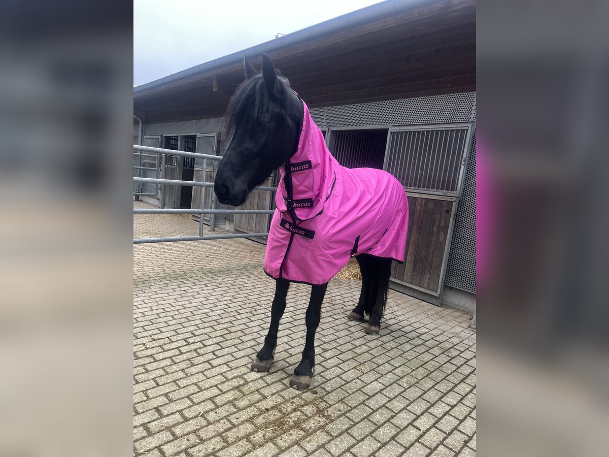 Friesen Stute 4 Jahre 162 cm Rappe in Feldkirchen-Westerham