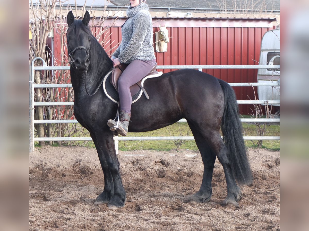 Friesen Stute 4 Jahre 162 cm Rappe in Buttst&#xE4;dt