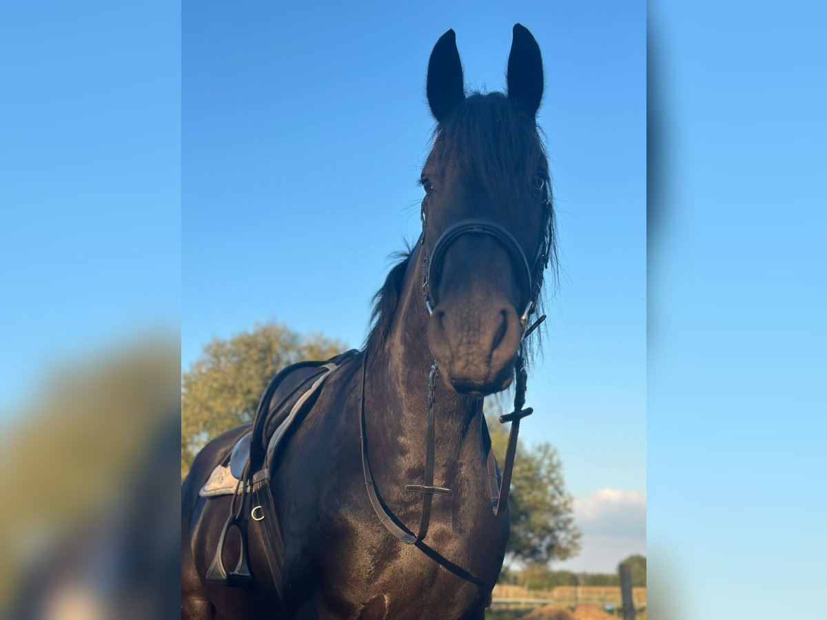 Friesen Stute 4 Jahre 165 cm Rappe in Go&#x15B;cinowo