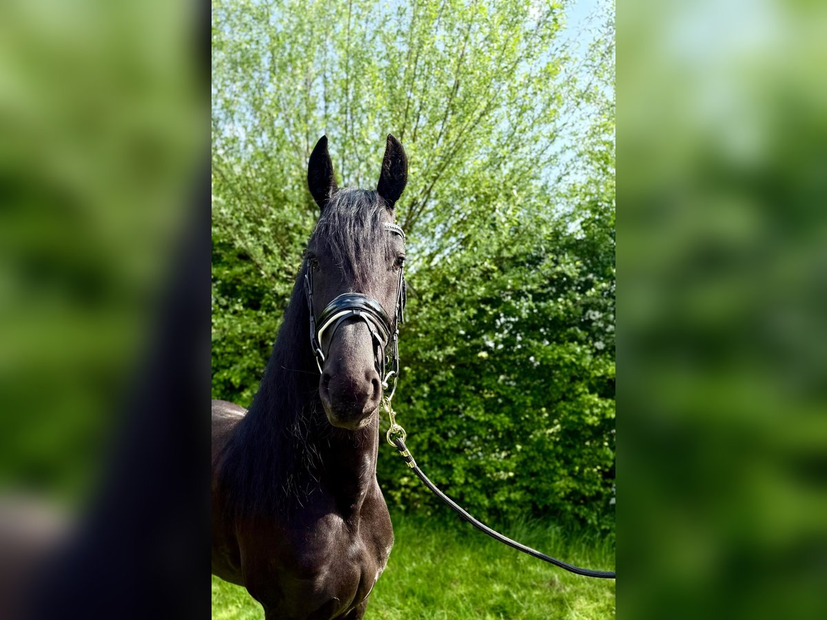 Friesen Stute 4 Jahre 168 cm Rappe in Wuustwezel