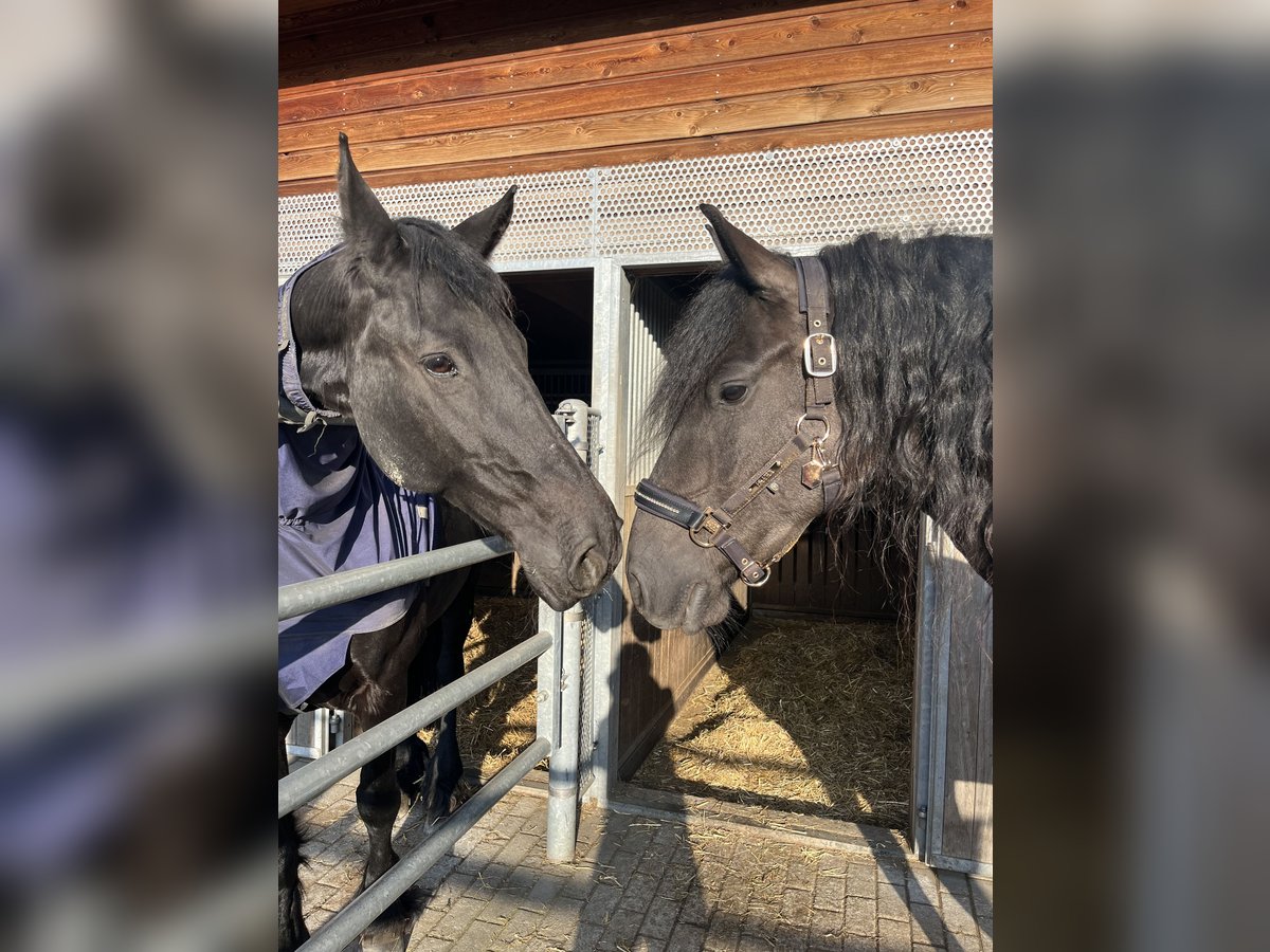 Friesen Stute 5 Jahre 162 cm Rappe in Feldkirchen-Westerham