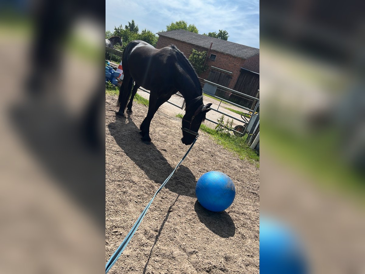 Friesen Stute 6 Jahre 155 cm Rappe in Tangstedt