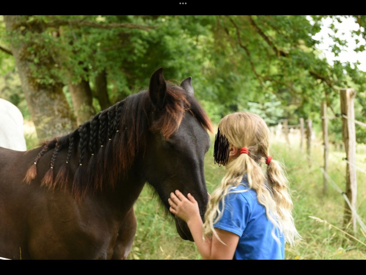 Friesen Mix Stute 6 Jahre 160 cm Rappe in Friedberg Friesen Mix Stute 6 Jahre 160 cm Rappe in Friedberg