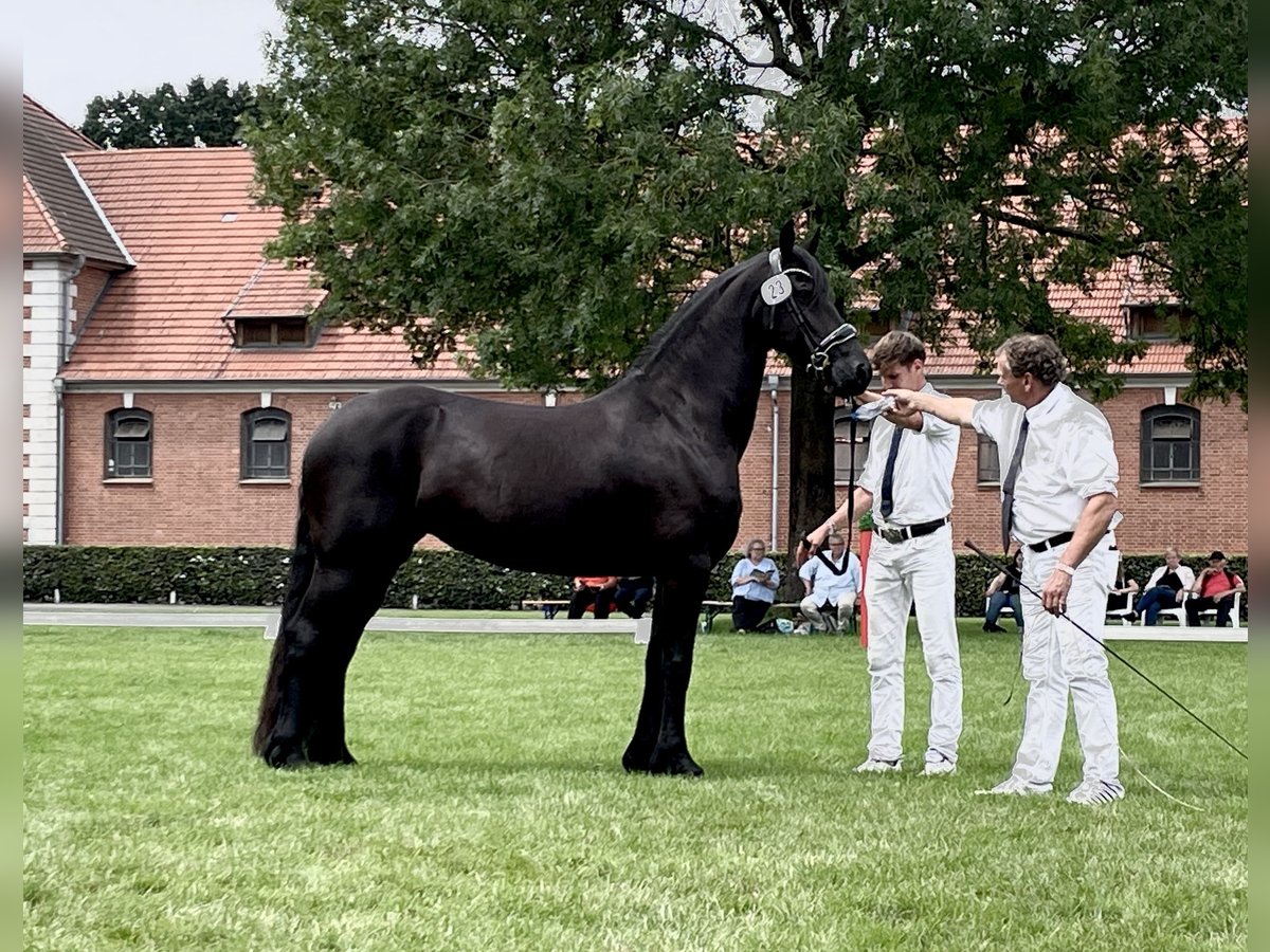 Friesen Stute 6 Jahre 165 cm Rappe in Hosena