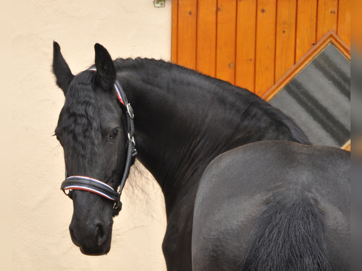Friesen Stute 6 Jahre 167 cm Rappe in Ochtendung