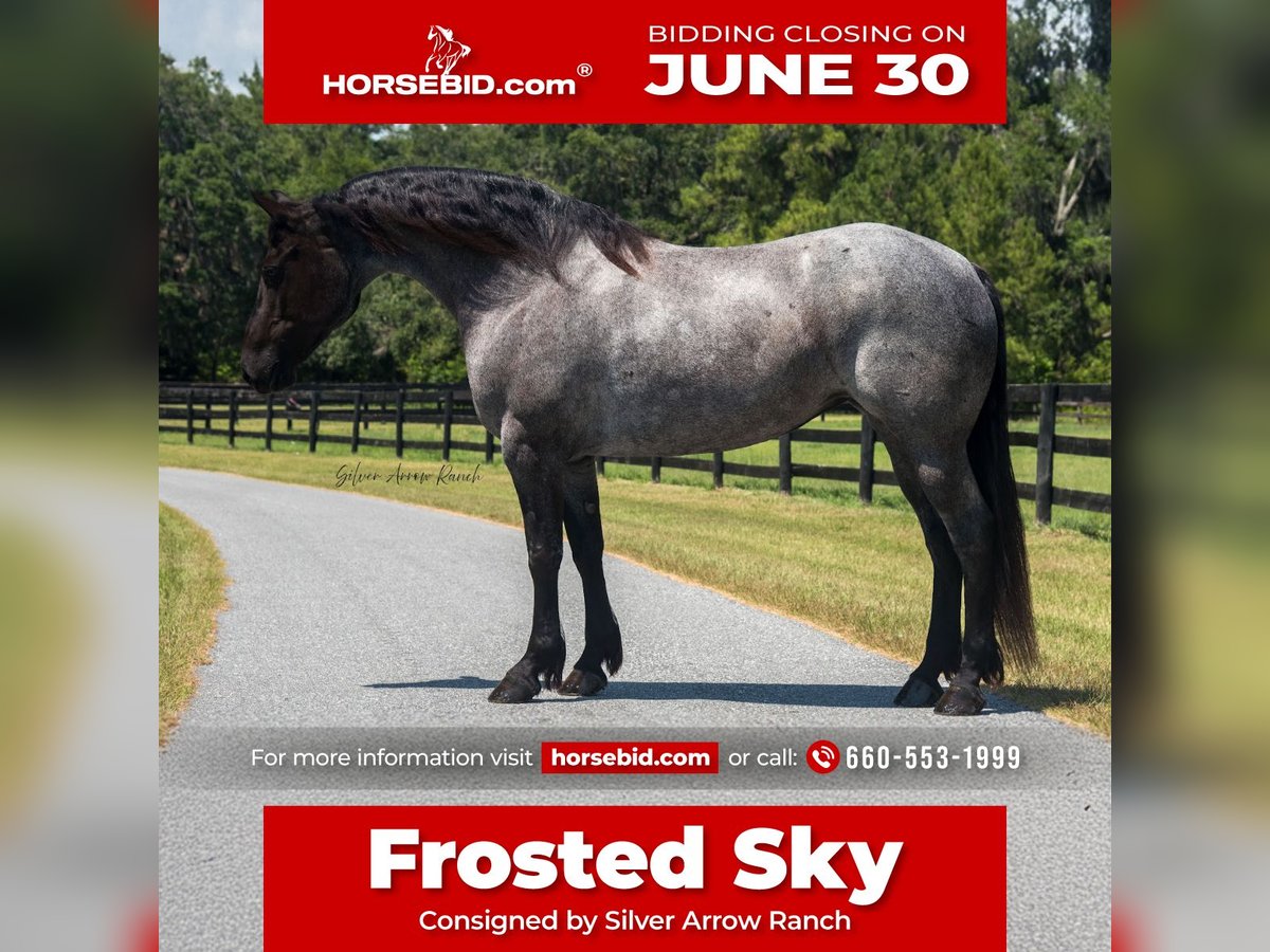 Friesen Stute 7 Jahre 157 cm Roan-Blue in Morriston, FL