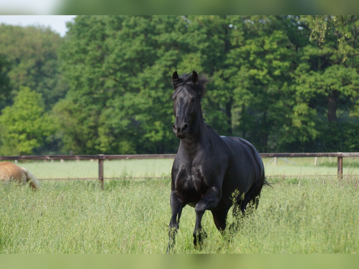 Friesen Stute 7 Jahre 160 cm Rappe in Senden