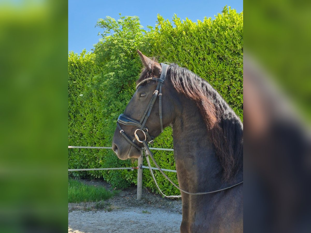 Friesen Stute 7 Jahre 161 cm Rappe in Wadenoijen