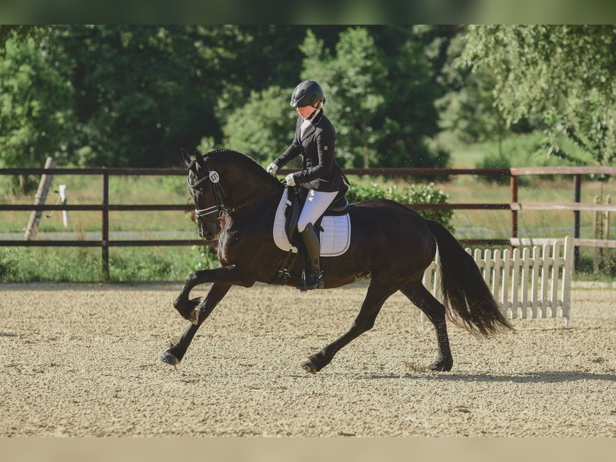 Friesen Stute 7 Jahre 162 cm Rappe in Schee&#xDF;el