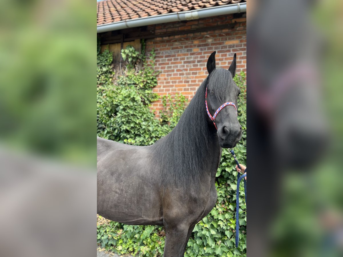 Friesen Stute 7 Jahre 164 cm Rappe in Edemissen
